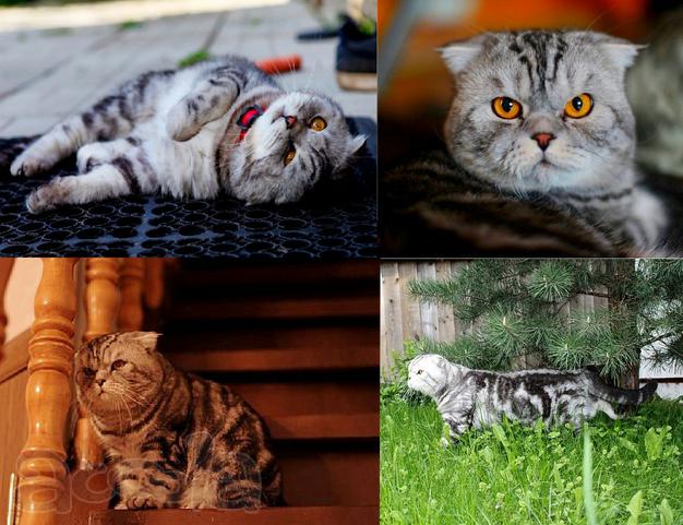 Вязка. Шотландский вислоушка приглашает кошечек