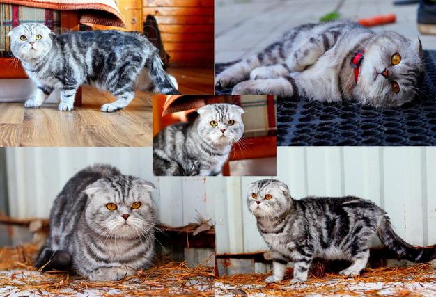Вязка. Шотландский вислоухий котик ищет подругу для вязки и любви